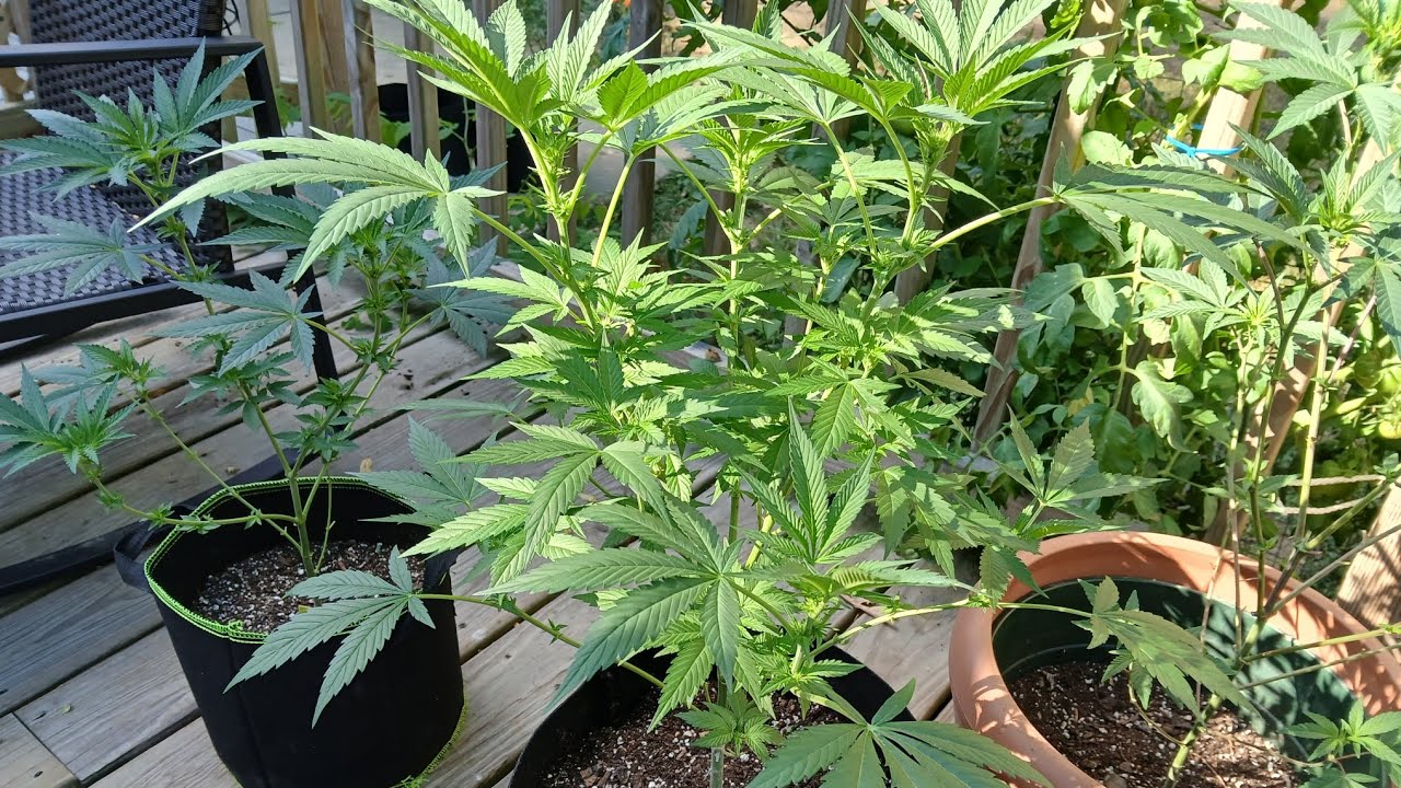 How to tell if a cannabis plant is male or female on photo period strains 