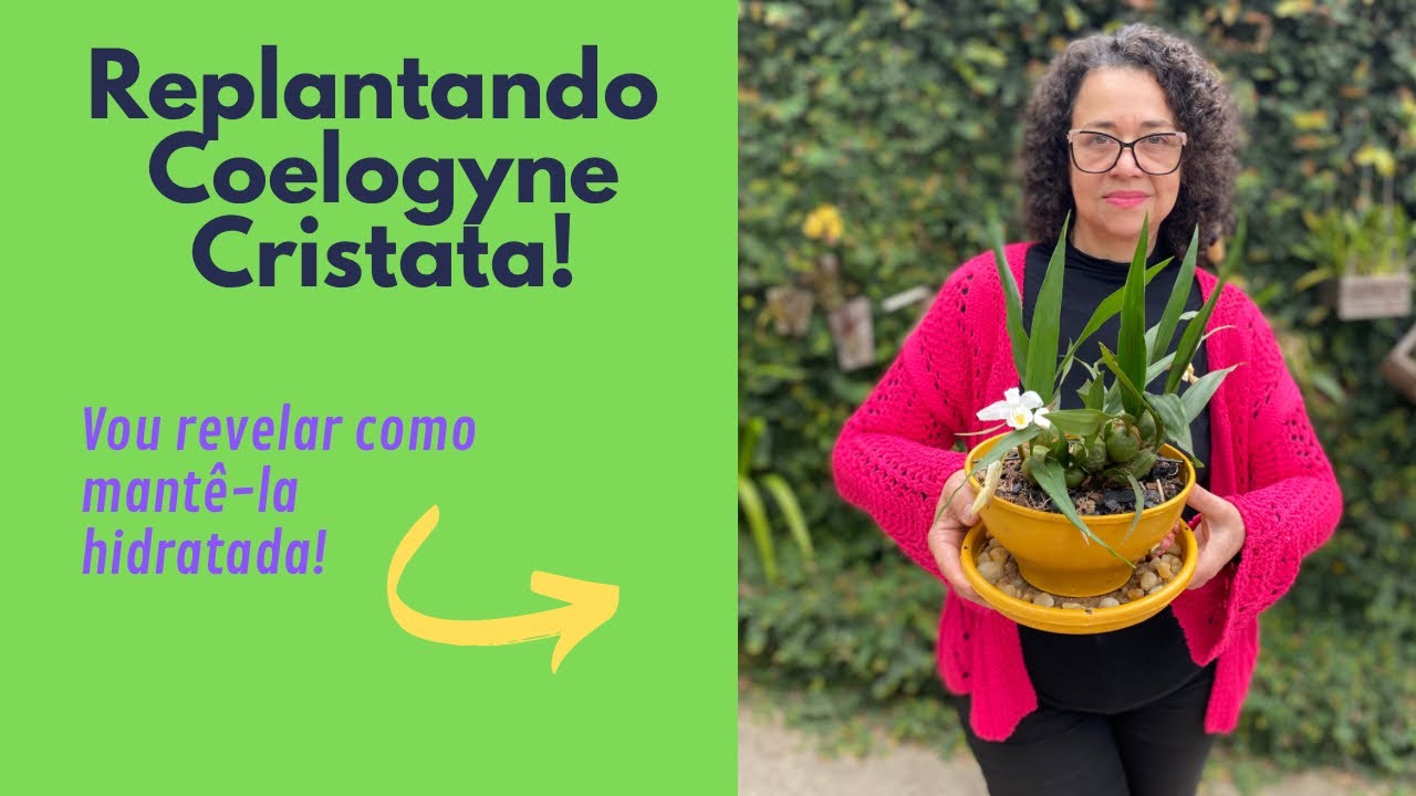 🟥COMO REPLANTAR COELOGYNE CRISTATA E GARANTIR A SUA HIDRATAÇÃO???