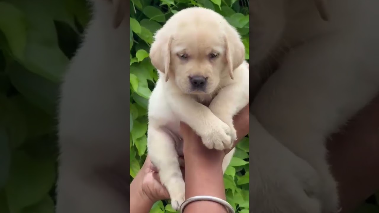 Labrador male puppy available 