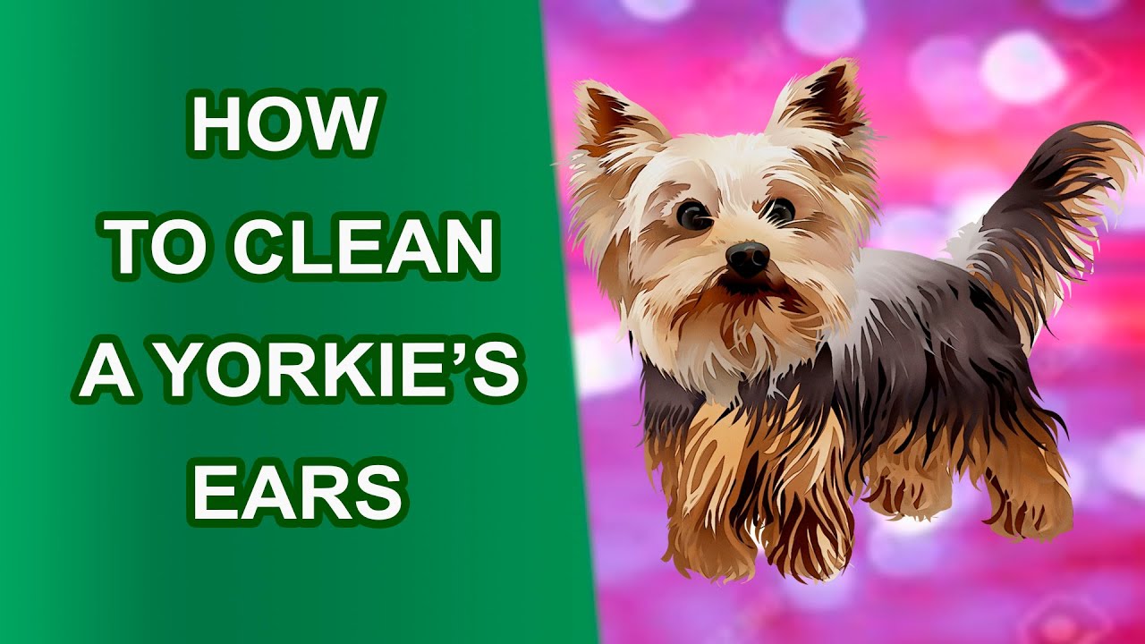 🐶 How to Clean a Yorkie's Ears 🌲