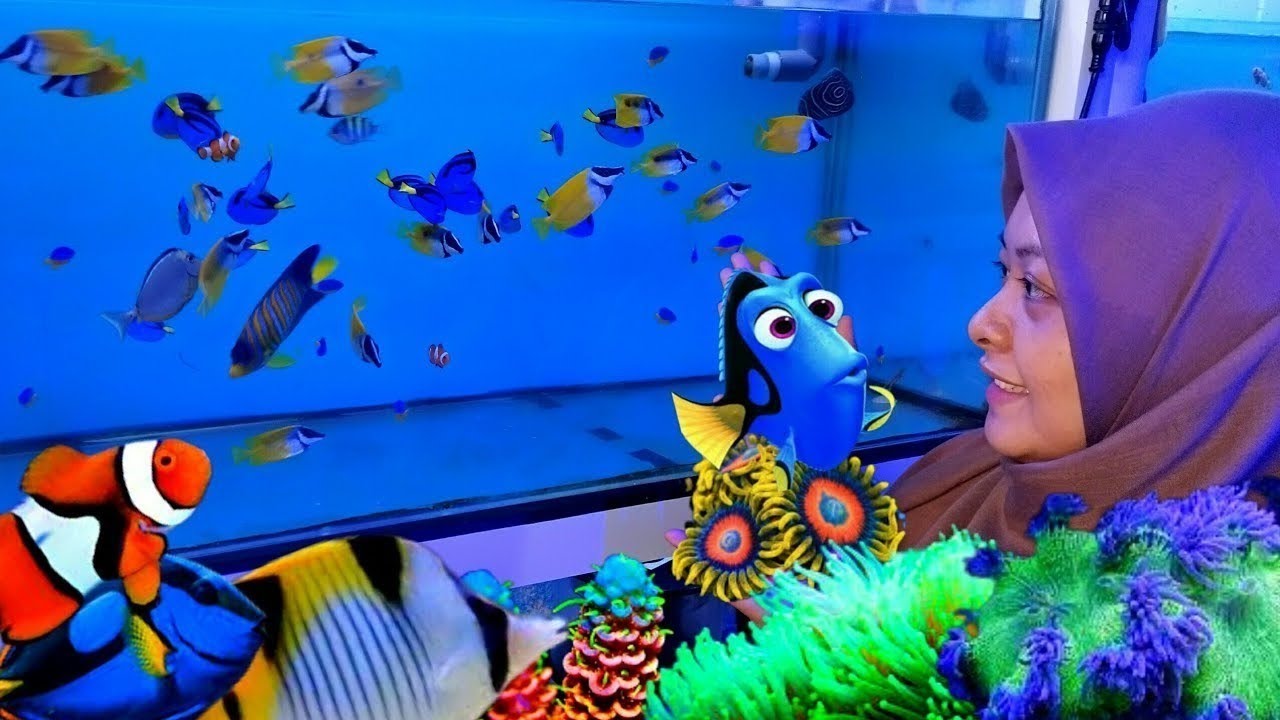REVIEW IKAN HIAS AIR LAUT DAN COREL. HARGA SERBA 35K DI TOKO MJ FISH. JAKARTA TIMUR