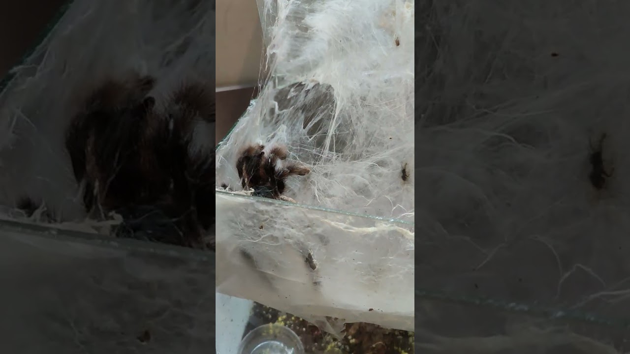 Pulling a red rump and avic avic tarantula egg sac. which will be the dud? #brianbarczyk