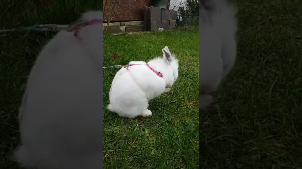 springsar Tammy 🐾🐰 Gassi mit Kaninchen (Leine)
