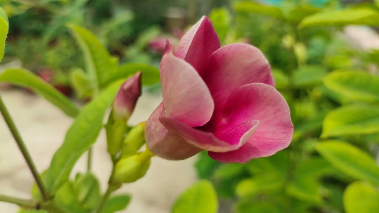 Tips to get more Flowers 🌸🌸in Allamanda Plant || Permanent Flowering plant