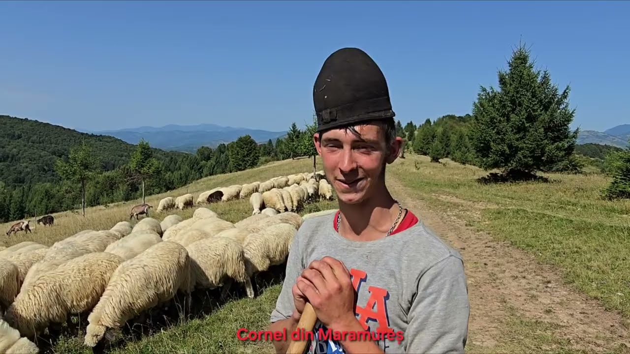 Ciobănașul Dany este dedicat trup și suflet oieritului în Munții Rodnei! 🐑⛰️ #Oierit #Ciobănaș 
