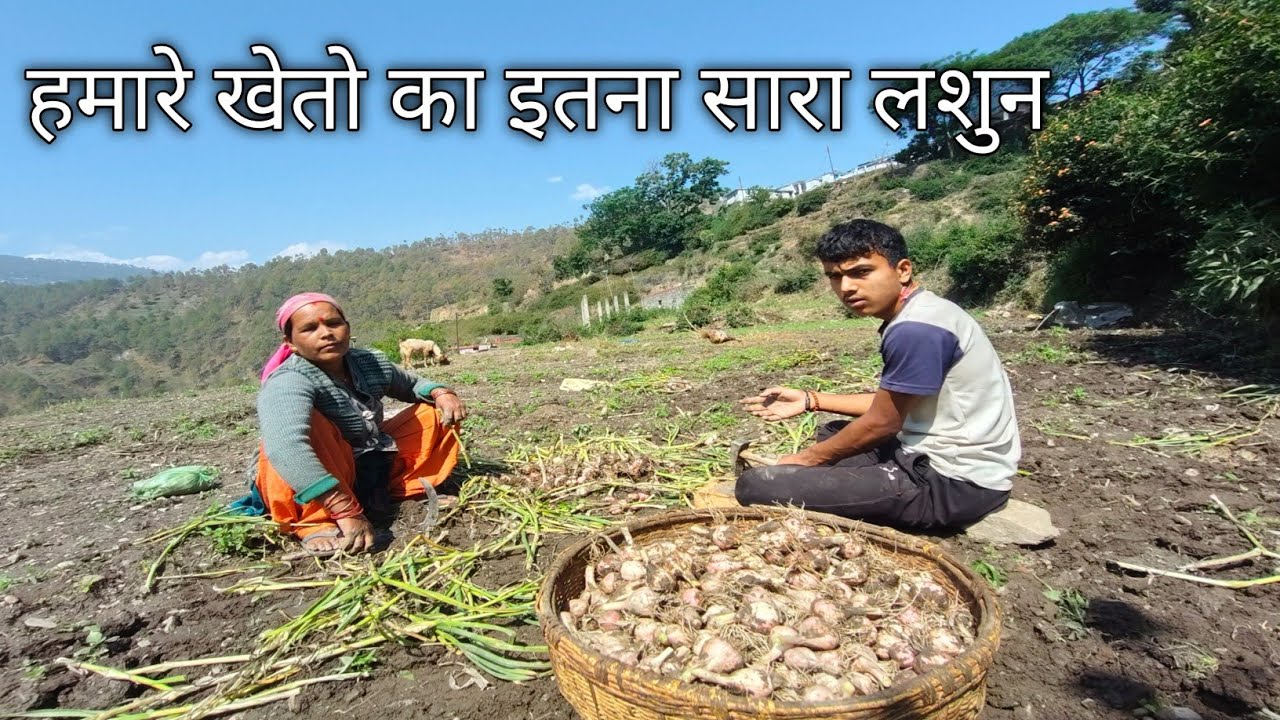 हमारे खेतो का इतना सारा लशुन pahadi lifestyle pahadi village life