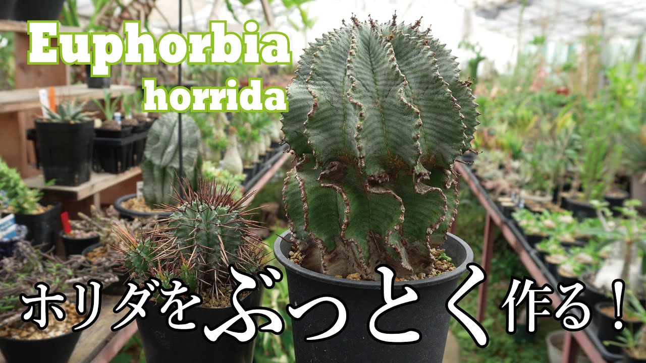 Euphorbia horrida! ユーフォルビア・ホリダとその原種バリエーションの紹介！太く育てるためのコツも紹介します！