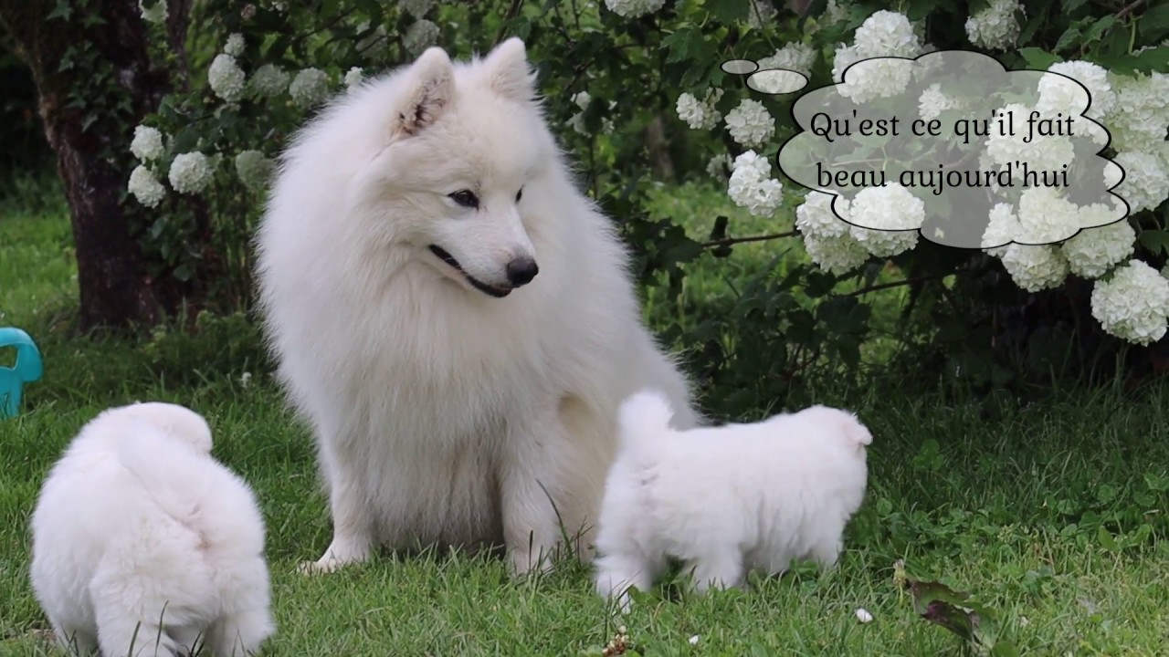 Court m&eacute;trage b&eacute;b&eacute;s de Orus et Otcha / Royaume des Renards