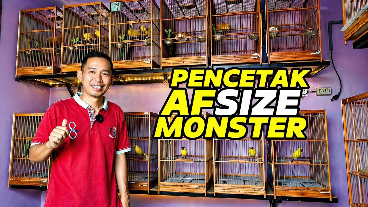 PETERNAK KENARI‼️Spesialis pencetak AF size MONSTER...