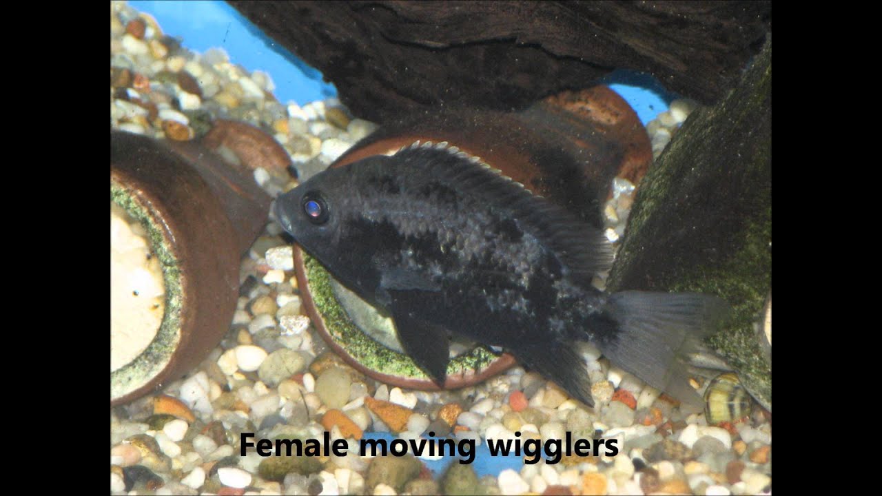 Ptychochromis oligacanthus 