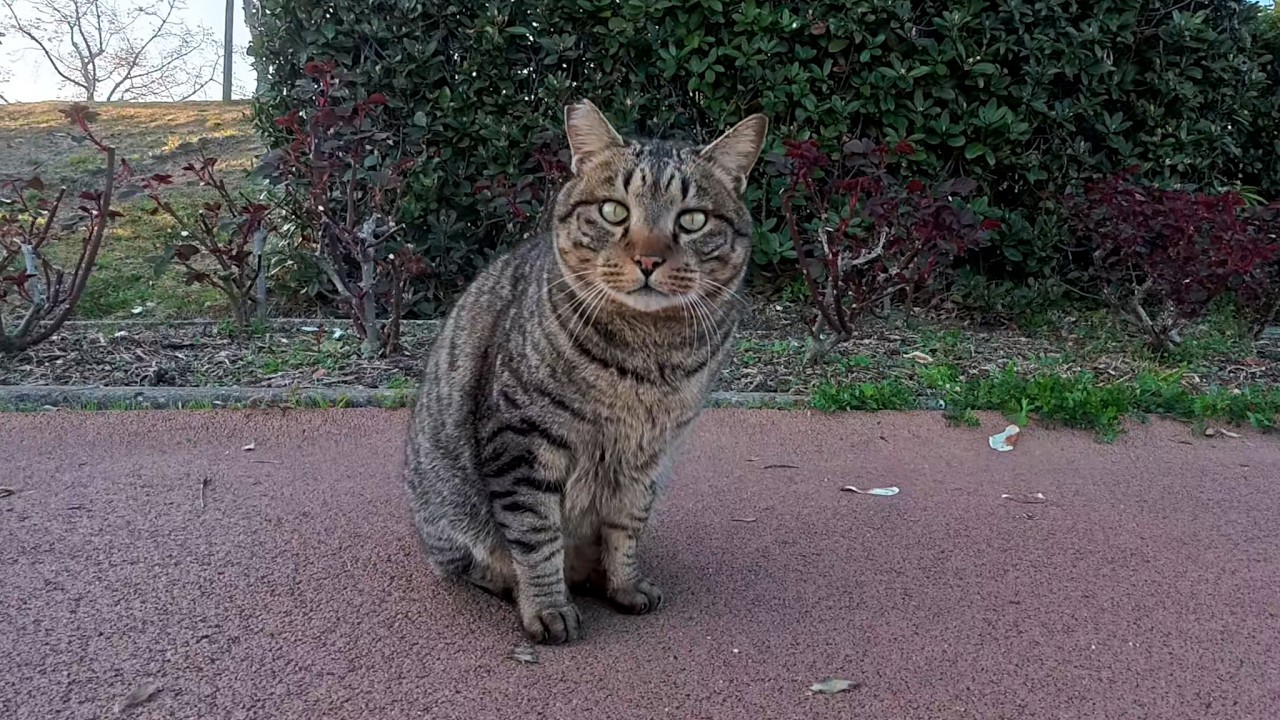 夕方、公園のジョギングコースで人懐っこい猫と出会った