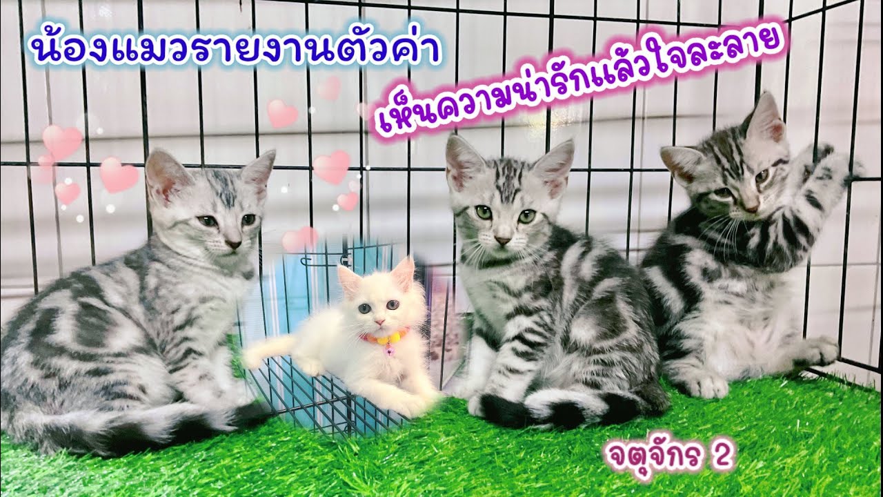 น้องแมวรายงานตัวค่า พร้อมอัพเดทราคาน้องๆ จตุจักร มีนบุรี