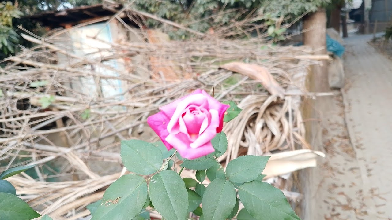 ইন্ডিয়ান ব্লাক ভিডিও