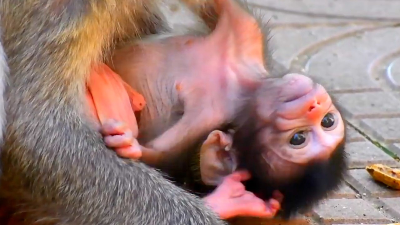 Adorable Moments of Baby Monkey, Trying To Walk
