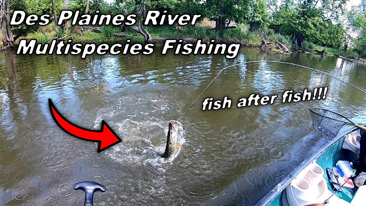 Fishing the Des Plaines River for Whatever Bites!!! INSANE MULTI-SPECIES ACTION (Canoe Fishing)