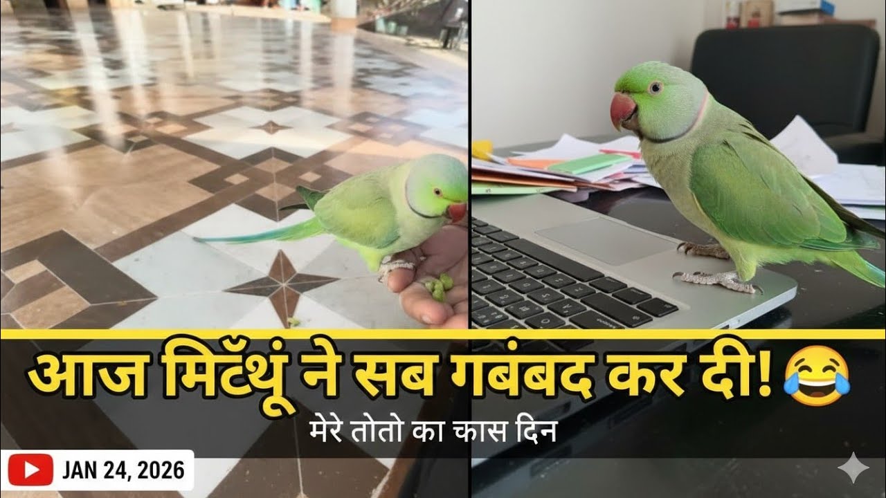 Mitthu messed everything up today! 🦜| My parrot's special day