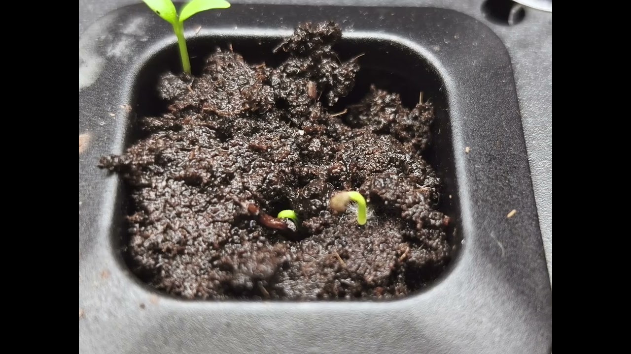 Atropa Belladonna Hydroponic DWC