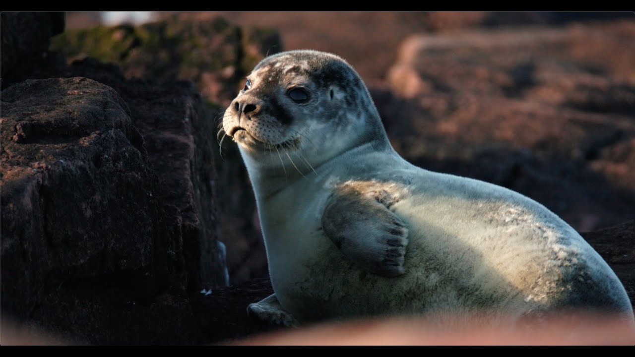 What I do as a filmmaker, showreel.