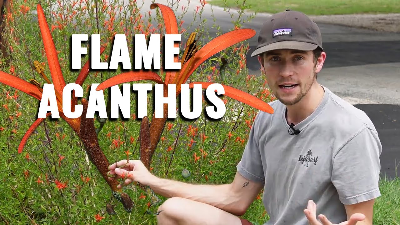 The Ultimate Guide to Growing Flame Acanthus or Hummingbird Bush | Texas Native Plants
