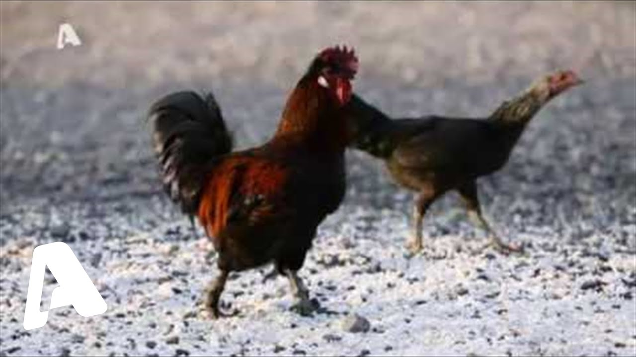 Από την πόλη στην Ανατολή - Μπρούσα