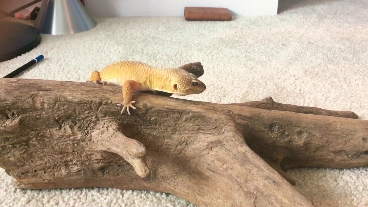 Leopard gecko excavator clay build