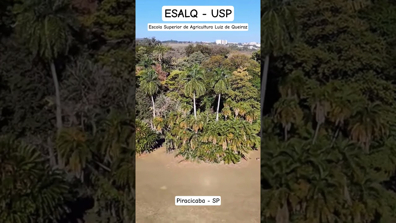 ESALQ: O&aacute;sis verde em Piracicaba #piracicaba #esalq #usp #trending #travel #youtubeshorts #turismo