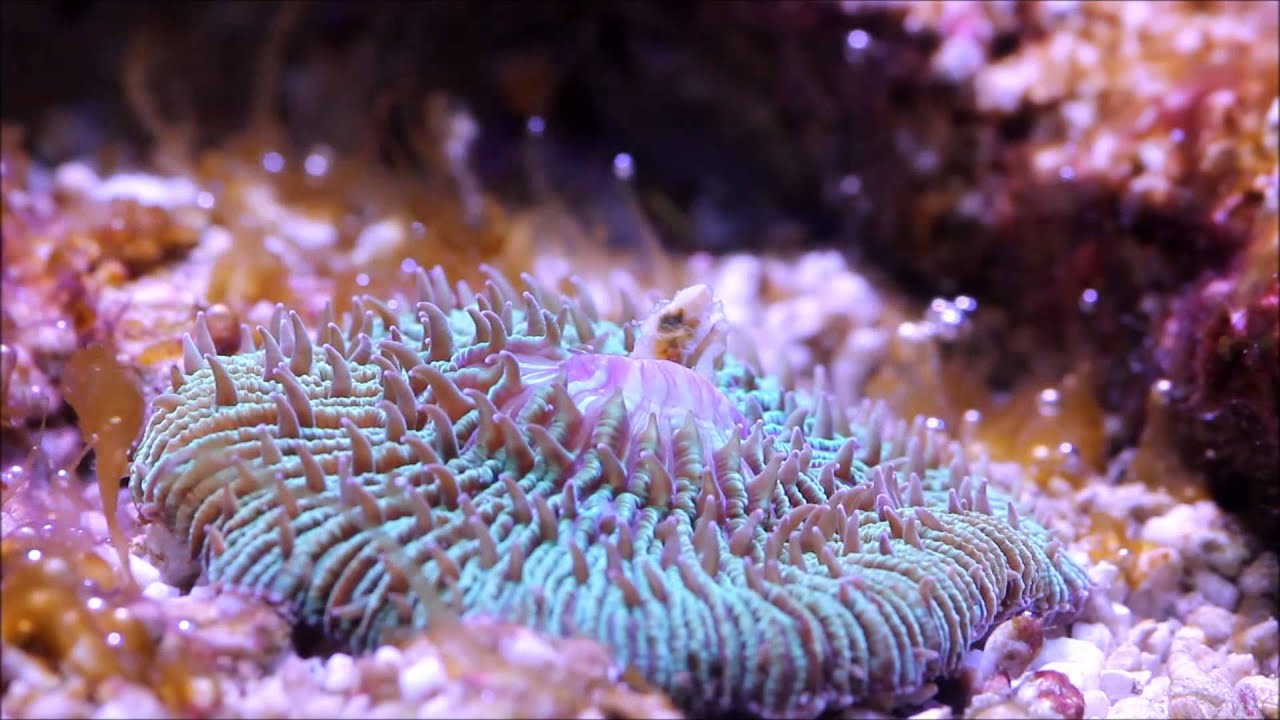 Plate coral eating some clam