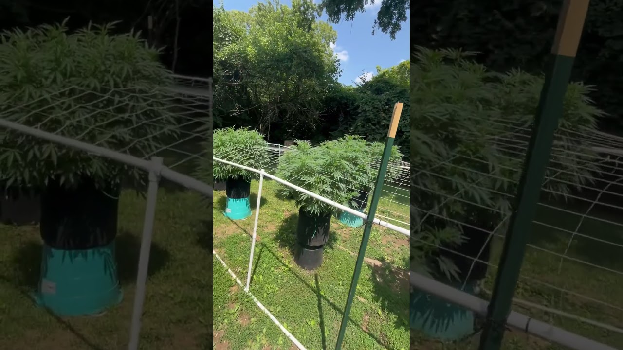 2024 Ohio legal outdoor grow