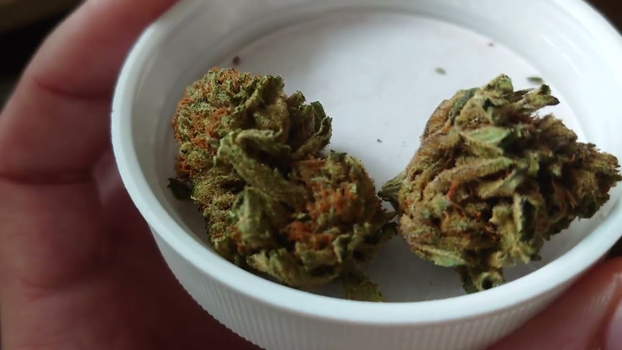 Cannamedical California Orange - Sorten Review 2 (Hybrid - CBD)