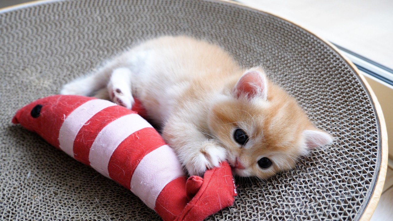 Cute kitten got scolded by Mama Cat for playing instead of eating...