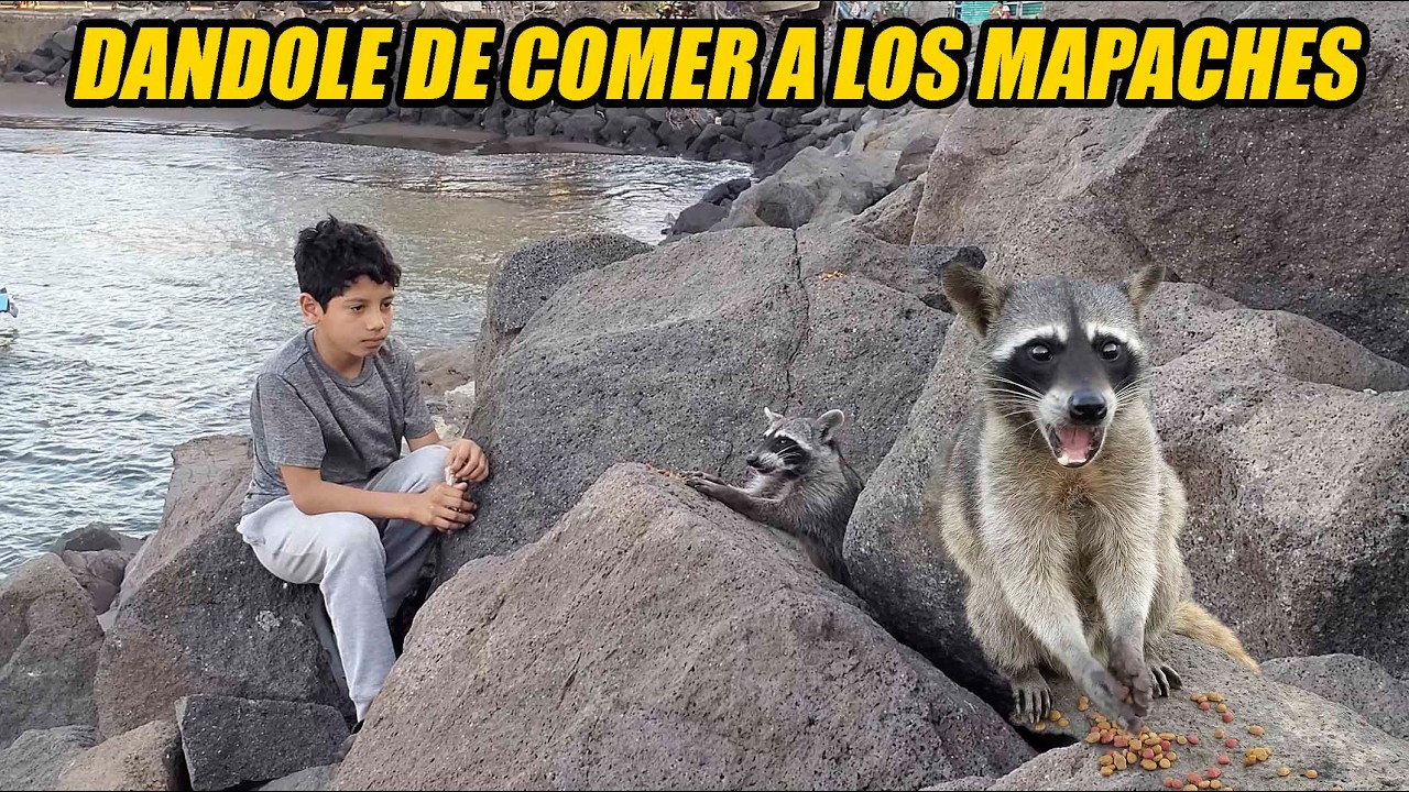 Les dimos de comer a los mapaches.