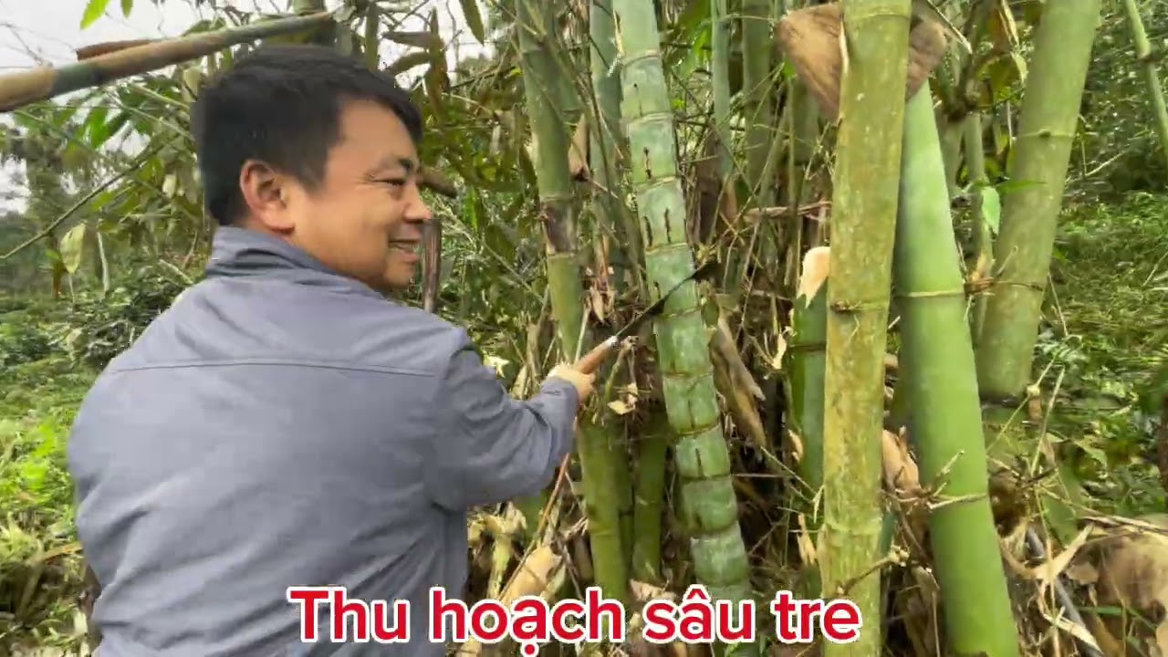 Bắt sâu tre đặc sản núi rừng
