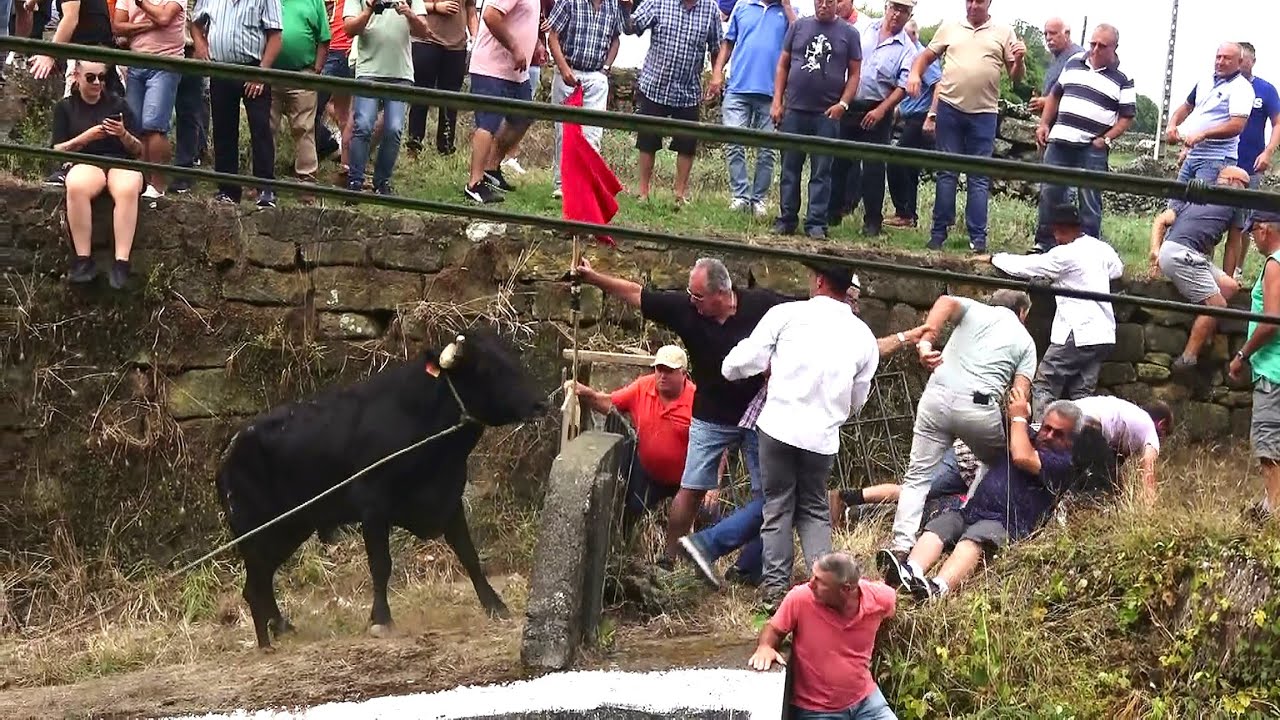 Tourada St. António Fontinhas - Touros HF - (386,398,396,381) - 1/8/2024 - Ilha Terceira - Açores