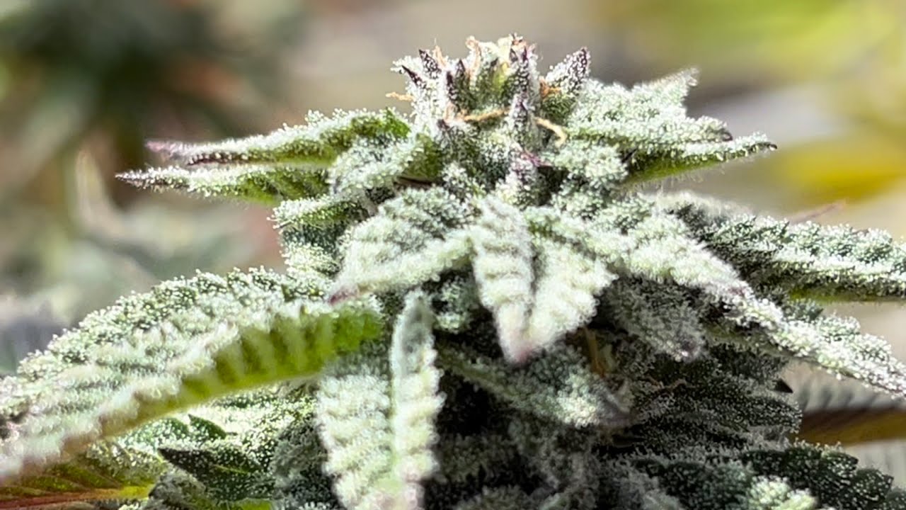 Spring &lsquo;24 outdoor grow  - Chimera 3, Sour Cherry Glue BPB Wrench @PollenSax @dieseljunkie9951