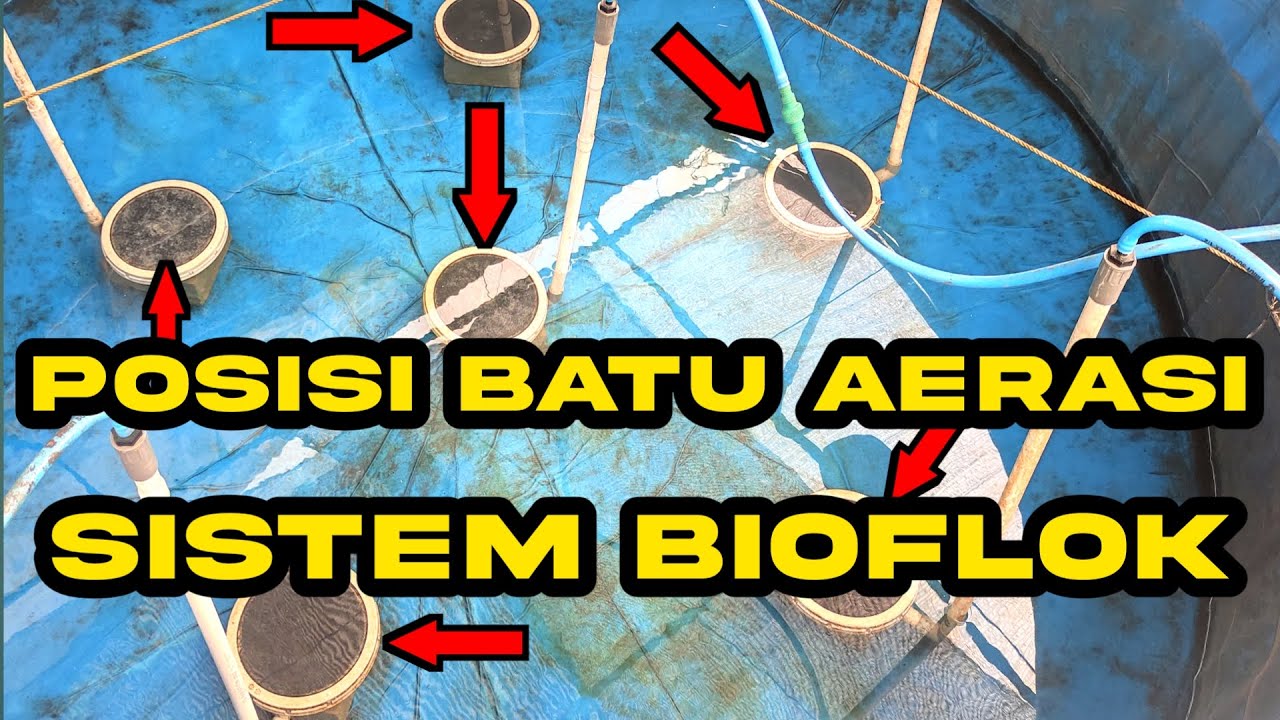 Posisi Batu Aerasi Di Kolam Bioflok