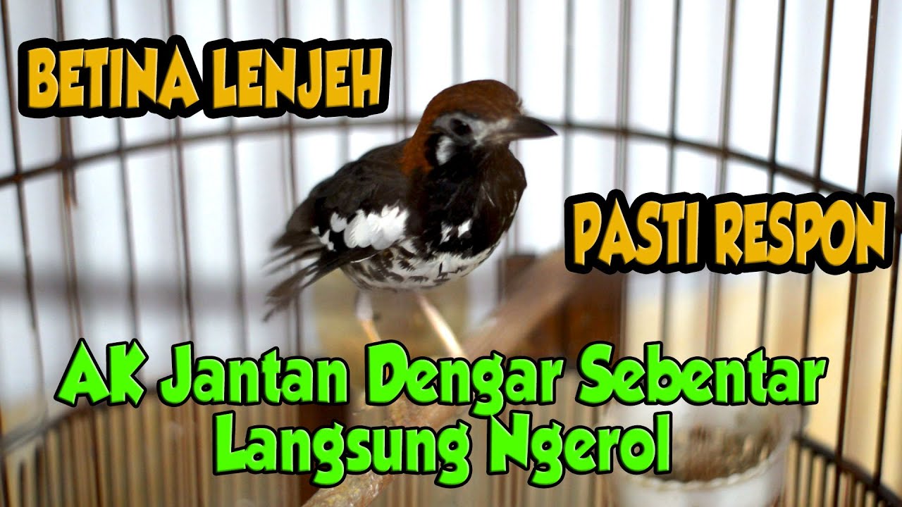 ANIS KEMBANG BETINA MEMANGGIL JANTAN, ANIS KEMBANG BETINA NRITIK