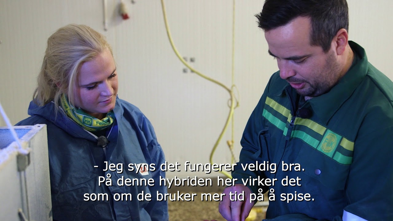 Kyllingproduksjon på holte gård i Drangedal.