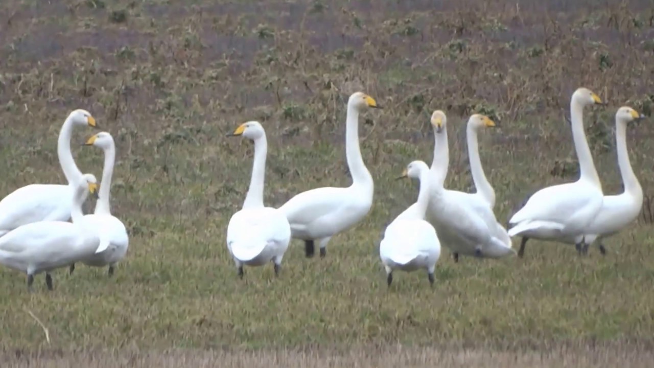 łabędź krzykliwy (Cygnus cygnus), Whooper Swan, Singschwan
