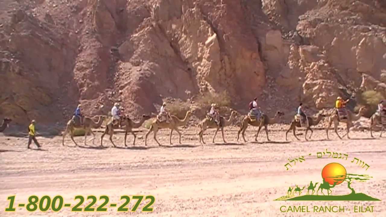 אטרקציות באילת, טיול גמלים, בחוות הגמלים, 1-800-222-272