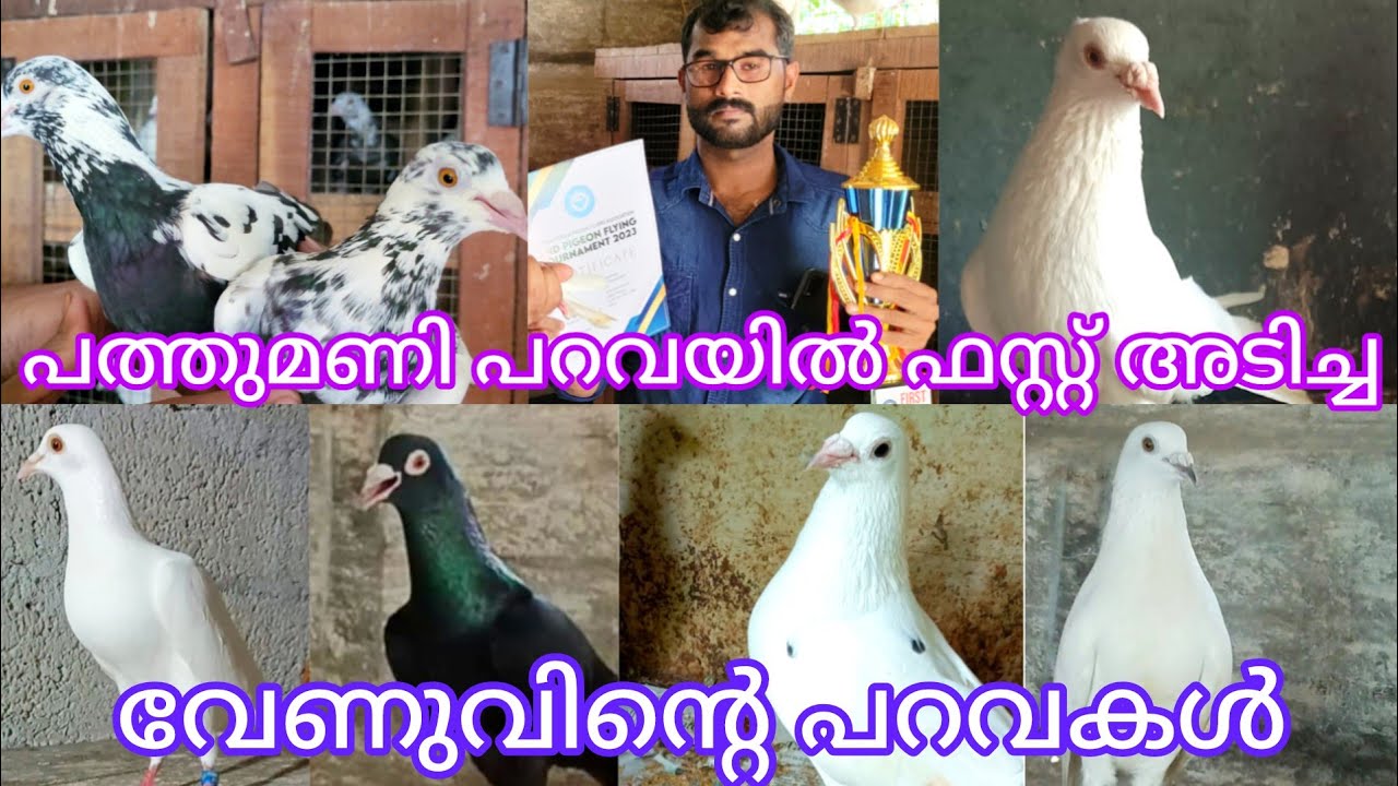 ഫസ്റ്റ് പ്രൈസ് അടിച്ച വേണുവിന്റെ പറവകളുടെ വിശേഷങ്ങൾ, varnam ponmundam pigeon left