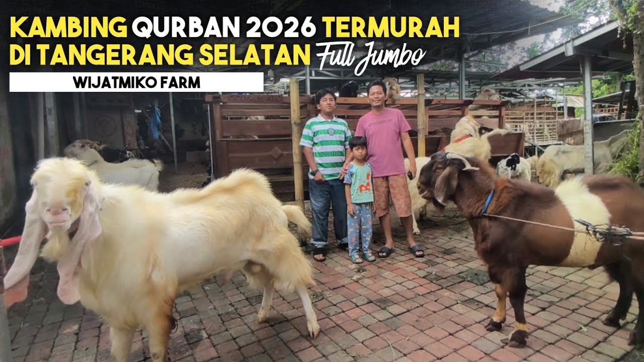 2.5 JUTA‼️KAMBING QURBAN JUMBO, UNIK, DAN BERKUALITAS UNTUK WILAYAH TANGERANG ADA DI WIJATMIKO FARM