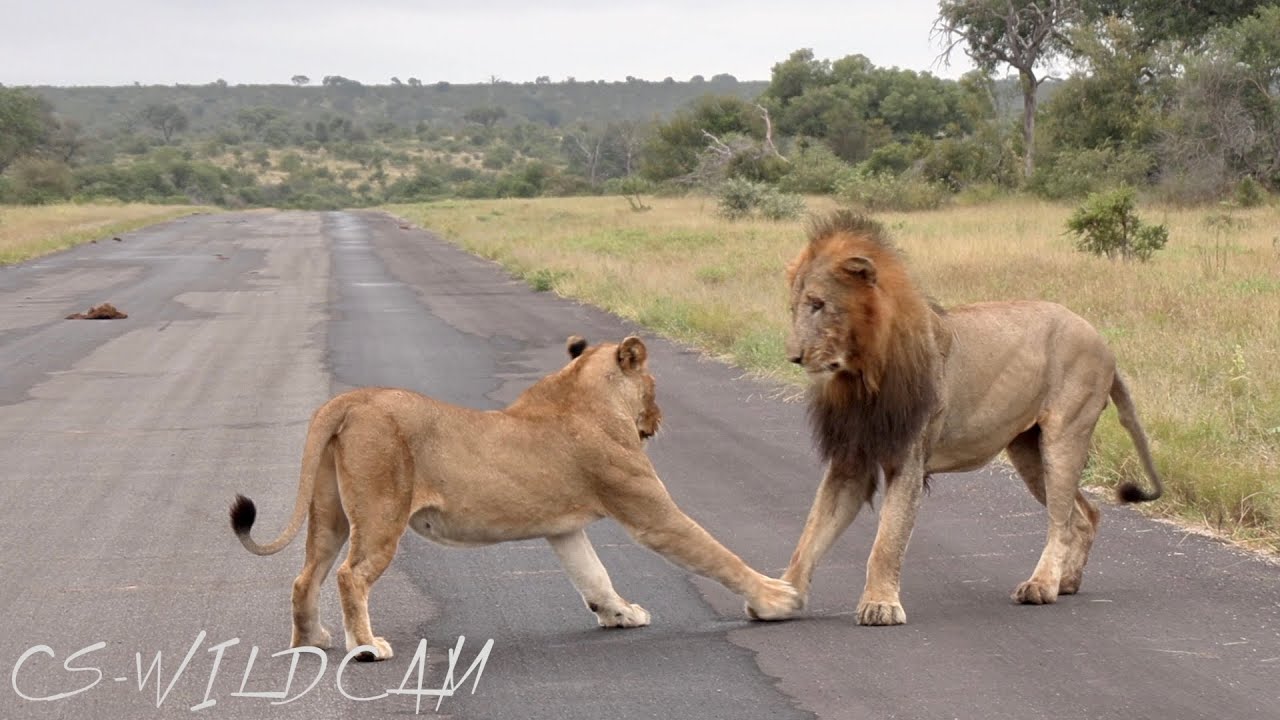 Catching up with the Giraffe Pride & The Vuyelas Wounded after a Fight Ep154