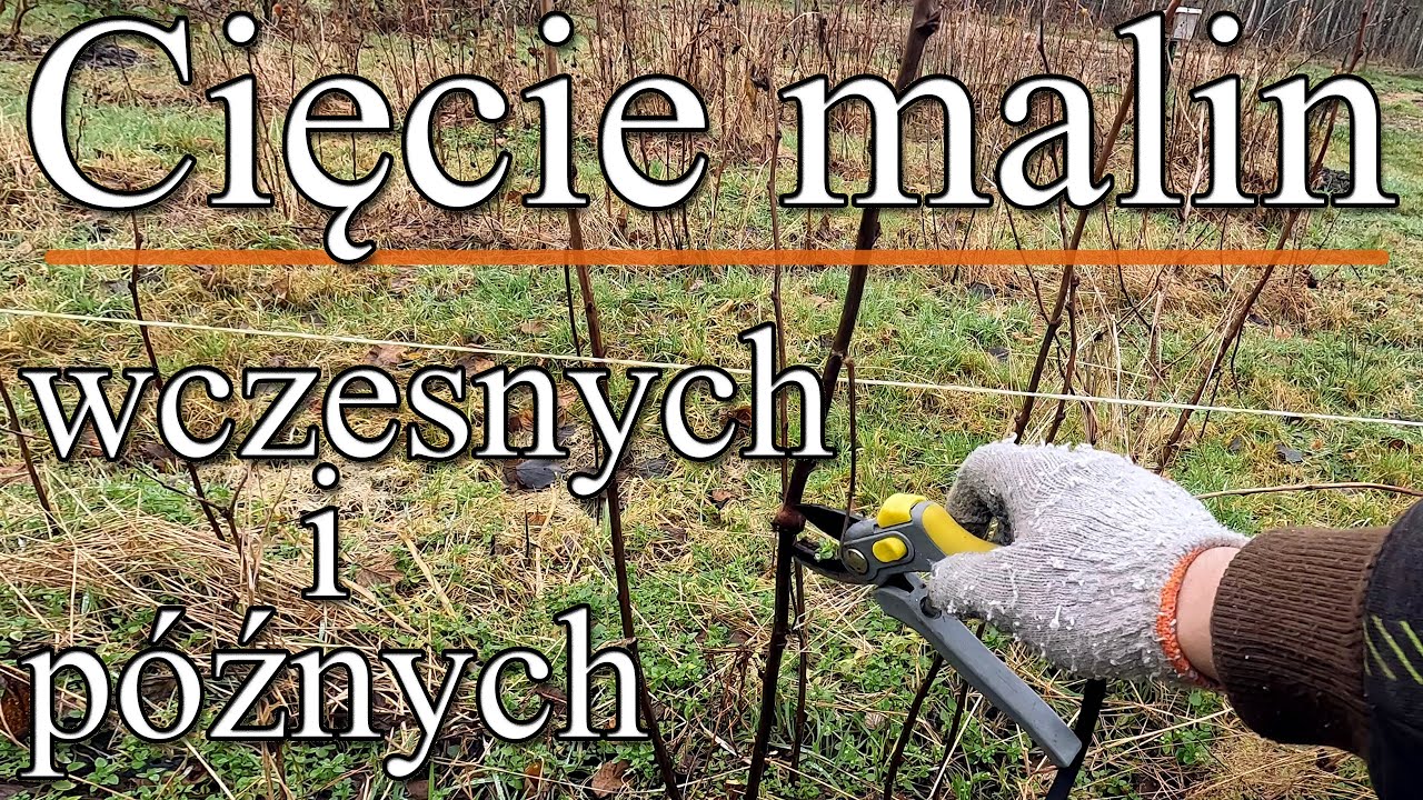 Cięcie malin wczesnych i późnych (dwuletnich i jednorocznych}