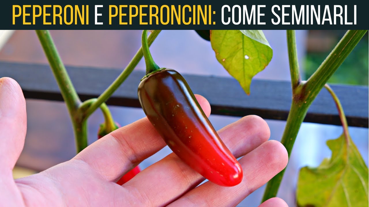 Come seminare peperoncini 🌶 e peperoni 🫑 | Food Stories