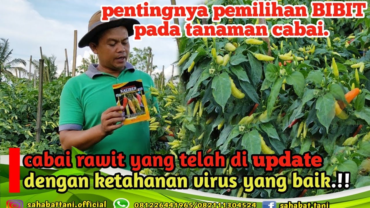 Bibit cabai paling di sukai petani indonesia