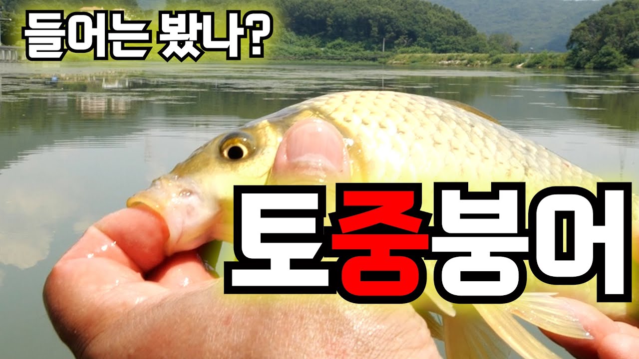 '토중붕어'라고 들어보셨나요? 토종붕어 손맛 그리우신 분들 집중!!!!!!!