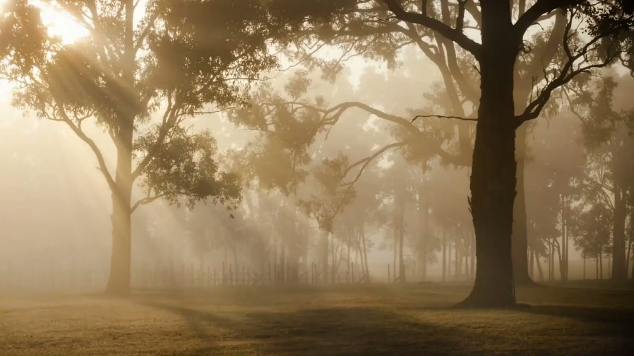 Shō (Japanese Reed Instrument) Meditation Drone — 10 Minutes of Calm