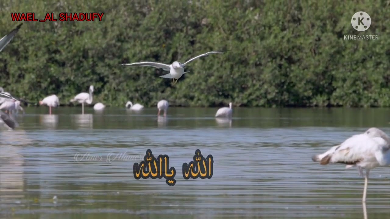 في رحاب القرآن _نشيد يمني