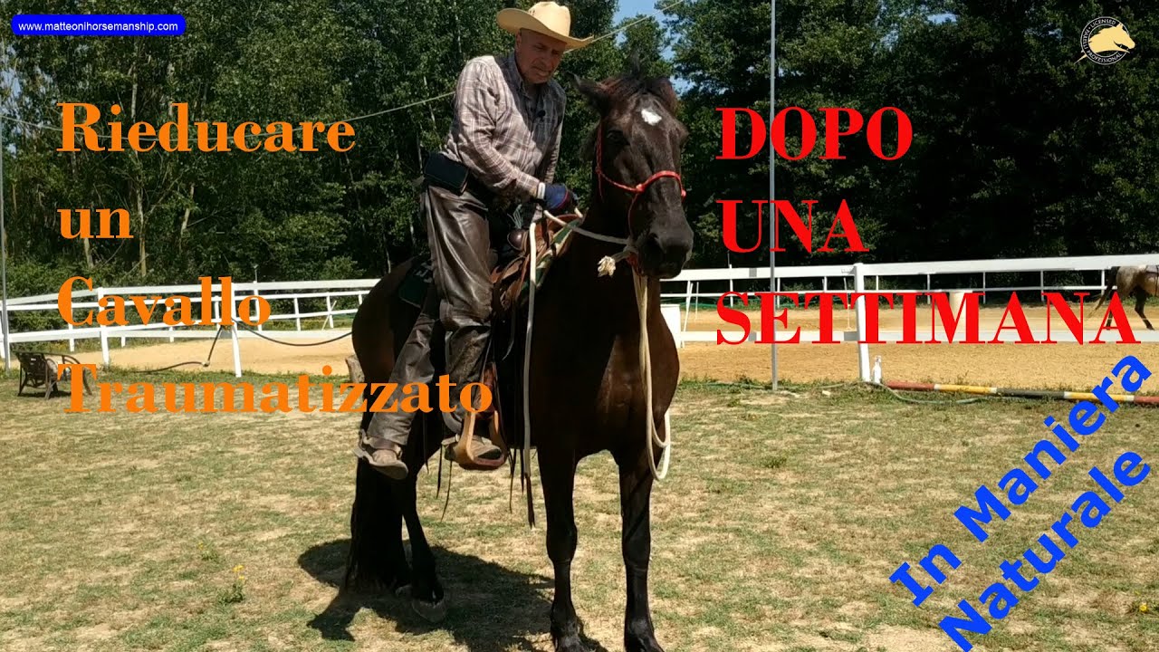 Rieducare un cavallo traumatizzato in 1 settimana