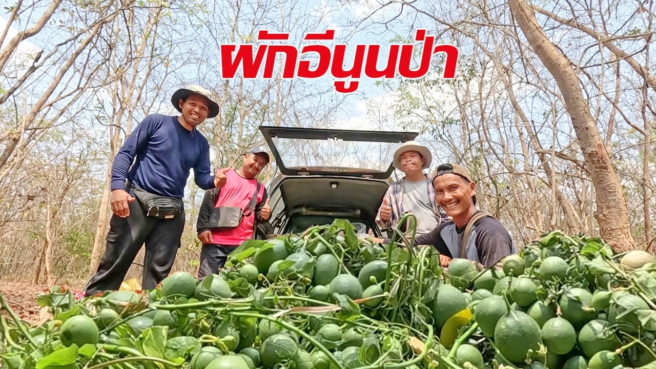 เข้าป่าหน้าแล้ง หาผักอีนูนป่า ผักสาบ ออกลูกเต็มต้นเลย เยอะมากๆ
